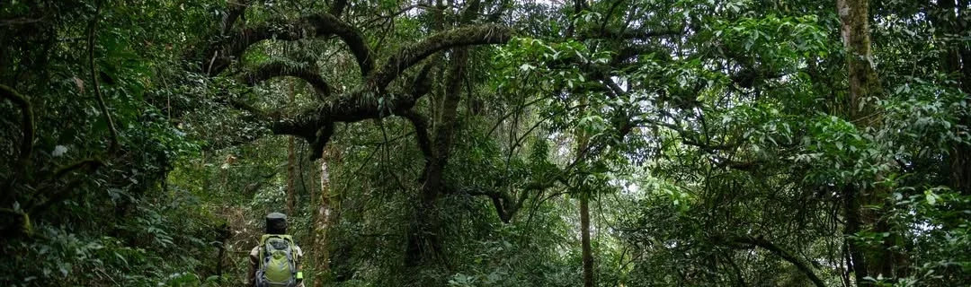 Nature Trails in Nyungwe Forest National Park