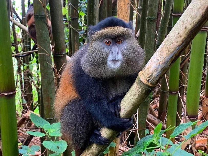 golden monkey trekking in Rwanda.